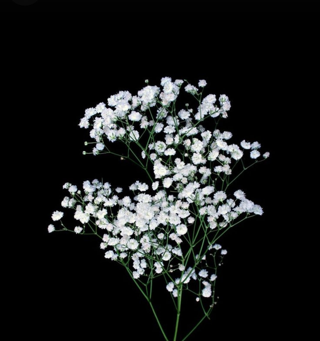 BABY BREATH